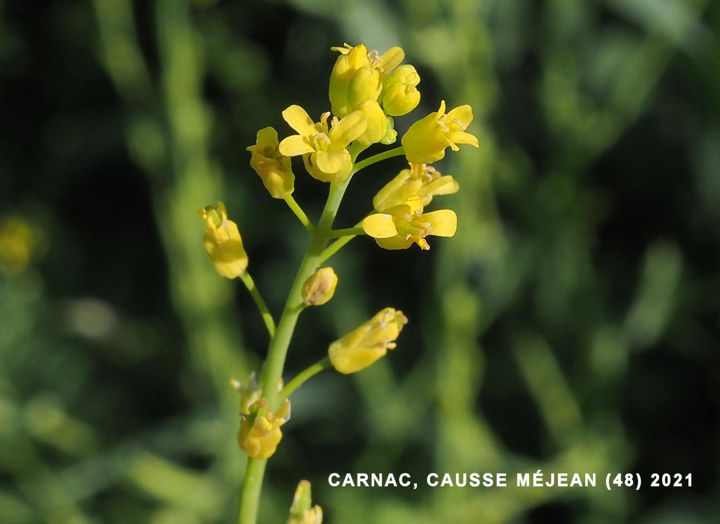 Bird`s eye cress flower